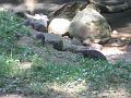 Zoo Cottbus 103